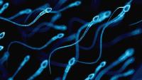 Illustration of human sperms.